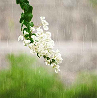 PowerPoint Ngữ Văn 8 Bài 2: Mưa xuân II