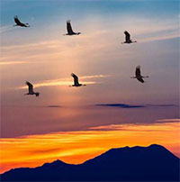 PowerPoint Ngữ Văn 8 Bài 2: Những điều bí ẩn trong tập tính di cư của các loài chim