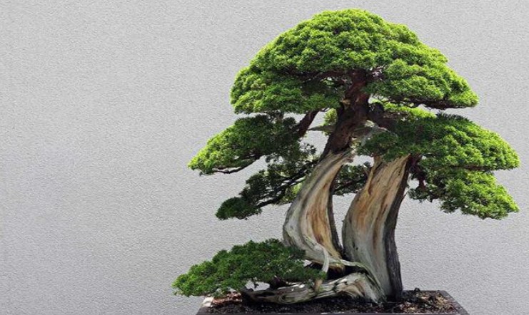 Đọc hiểu bài Tùng có đáp án