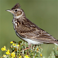 Viết đoạn văn giới thiệu về một loài chim mà em thích, có câu ghép, kết từ