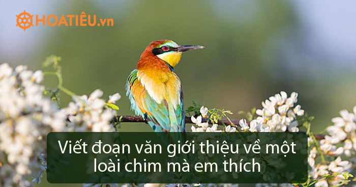 Viết đoạn văn giới thiệu về một loài chim mà em thích, có ít nhất một câu ghép