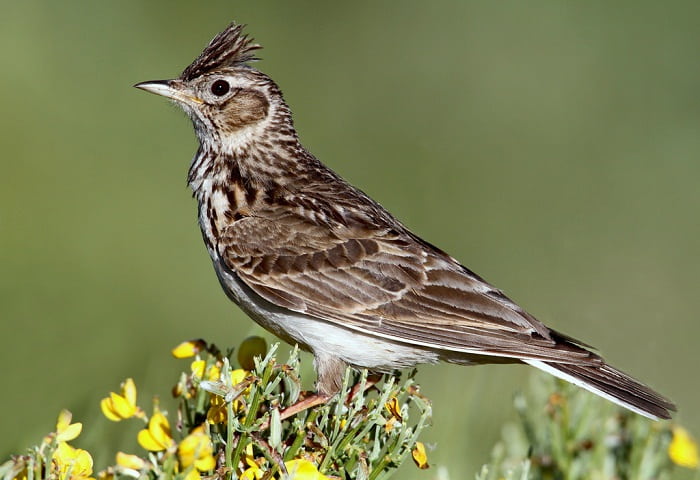 Giới thiệu về một loài chim mà em thích