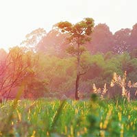 PowerPoint Tiếng Việt 5: Rừng xuân