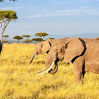 PowerPoint Tiếng Việt 5: Thiên đường của các loài động vật hoang dã