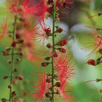 PowerPoint Tiếng Việt 5: Lộc vừng mùa xuân