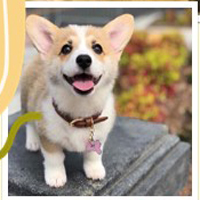 PowerPoint Tiếng Việt 4 Bài 14: Luyện tập tả con vật (Tả tính tình, hoạt động của con vật)