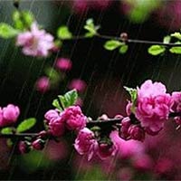 PowerPoint Ngữ văn 9 Bài 7: Mưa xuân