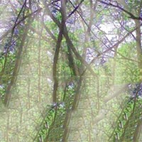 PowerPoint Tiếng Việt 5: Dưới những tán xanh