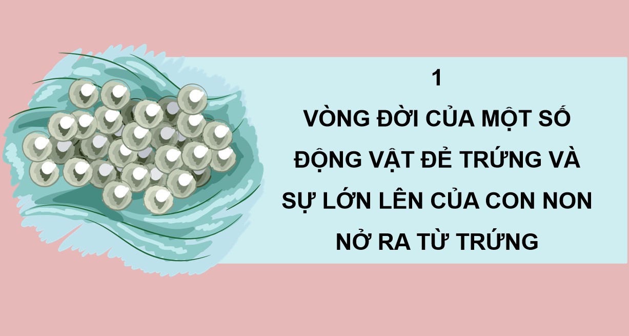 Giáo án PowerPoint Khoa học 5 CTST học kì 1