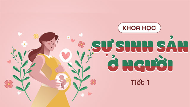 PowerPoint Sự sinh sản ở người