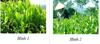 Giáo án Tiếng Việt 5