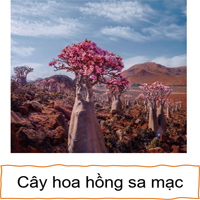 PowerPoint Tiếng Việt 4 Bài 2: Kì lạ thế giới thực vật ở Nam Mỹ