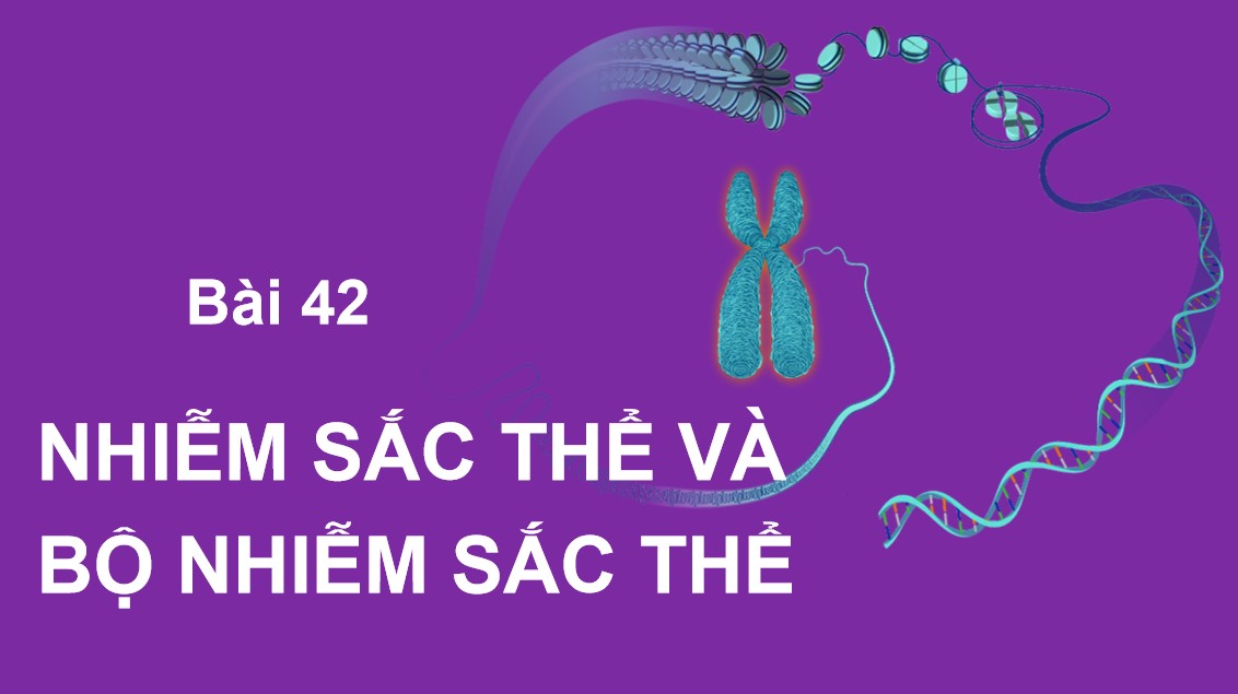 Giáo án PPt Sinh học 9 Kết nối tri thức Bài 42