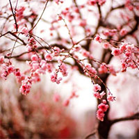 Tóm tắt tác phẩm Thương nhớ mùa xuân