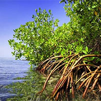 PowerPoint Sinh học 12 Bài 27: Thực hành Tìm hiểu cấu trúc dinh dưỡng của quần xã trong tự nhiên