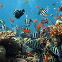 PowerPoint Sinh học 12 Bài 30: Diễn thế sinh thái