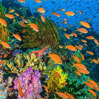 PowerPoint Sinh học 12 Bài 31: Sinh quyển khu sinh học và chu trình sinh địa hóa