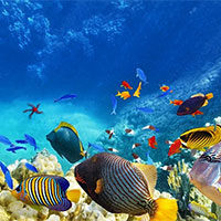 PowerPoint Sinh học 12 Bài 32: Thực hành Thiết kế một hệ sinh thái nhân tạo