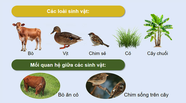 PowerPoint Sinh học 12 Bài 26