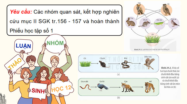PowerPoint Sinh học 12 Bài 29 Kết nối tri thức 