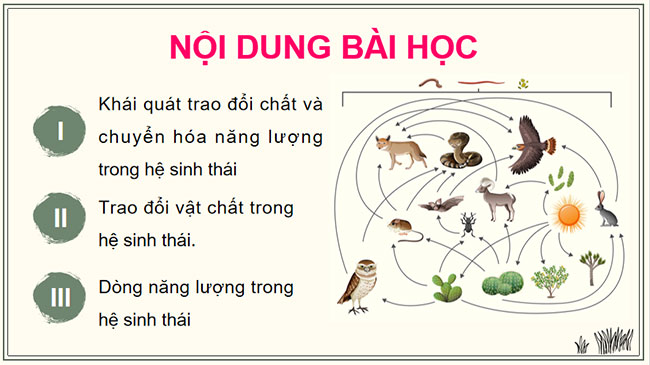 PowerPoint Sinh học 12 Bài 29 Kết nối tri thức 