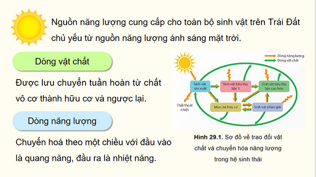 PowerPoint Sinh học 12 Bài 29 Kết nối tri thức 