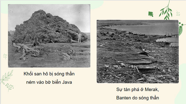 PowerPoint Sinh học 12 Bài 30 Kết nối tri thức 