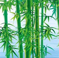 Tóm tắt tác phẩm Gió thanh lay động cành cô trúc