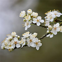 Tổng hợp mở bài Mùa hoa mận hay nhất