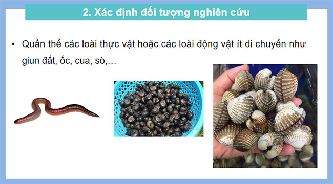 PowerPoint Sinh học 12 Bài 25 Kết nối tri thức