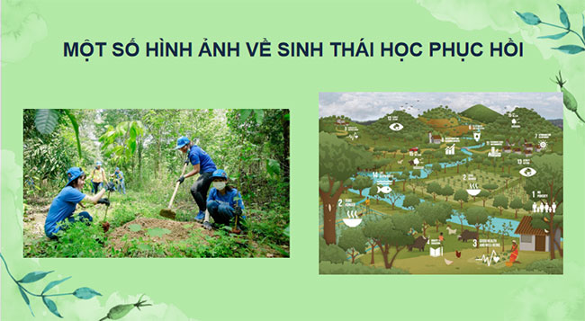 PowerPoint Sinh học 12 Bài 33 Kết nối tri thức