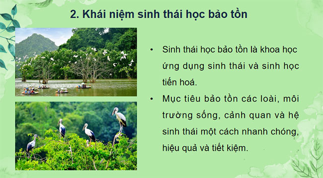 PowerPoint Sinh học 12 Bài 33 Kết nối tri thức