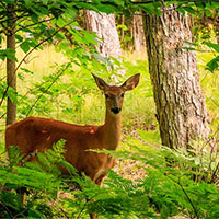 PowerPoint Sinh học 12 Bài 35: Dự án Tìm hiểu thực trạng bảo tồn sinh thái tại địa phương và đề xuất giải pháp bảo tồn