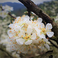 Tổng hợp kết bài Mùa hoa mận hay nhất