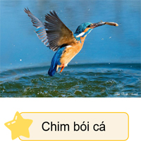 PowerPoint Tiếng Việt 4 Bài 8: Luyện tập quan sát, tìm ý cho bài văn miêu tả con vật