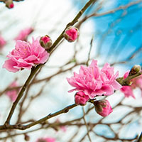 Phân tích tác phẩm Thương nhớ mùa xuân