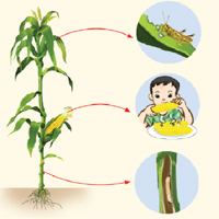 PowerPoint Khoa học 4 Bài 30: Vai trò của thực vật trong chuỗi thức ăn