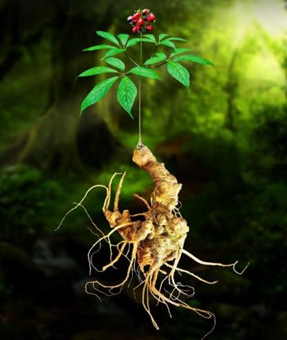 Trắc nghiệm Công nghệ 12 Cánh diều