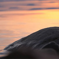 PowerPoint Tiếng Việt 5: Nói về cuộc sống thanh bình