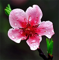 Cảm nhận bài thơ Xuân về