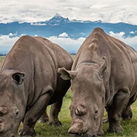 PowerPoint Khoa học tự nhiên 7 Bài 39: Sinh sản vô tính ở sinh vật