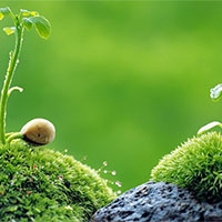 PowerPoint Khoa học tự nhiên 7 Bài 40: Sinh sản hữu tính ở sinh vật