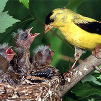 PowerPoint Khoa học tự nhiên 7 Bài 42: Cơ thể sinh vật là một thể thống nhất