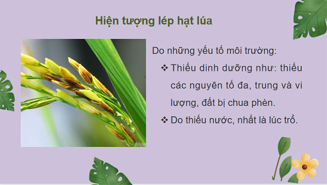 PowerPoint Khoa học tự nhiên 7 Bài 41