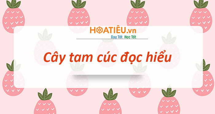 Đọc hiểu bài thơ Cây tam cúc