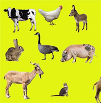 Giáo án mầm non chủ đề: Những con vật đáng yêu