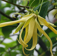 Mở bài Dưới bóng hoàng lan