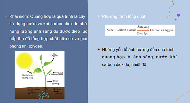 Giáo án PowerPoint Sinh học 7 Bài 24