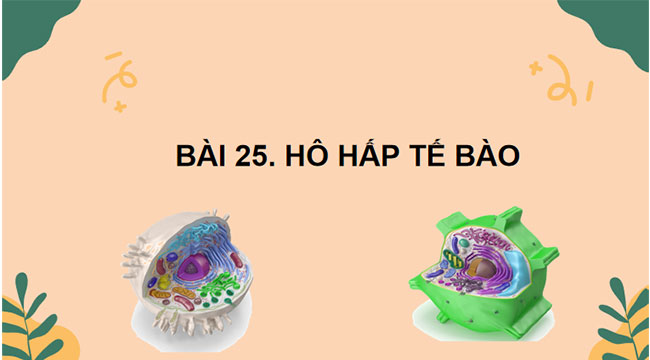 PowerPoint KHTN 7 Bài 25