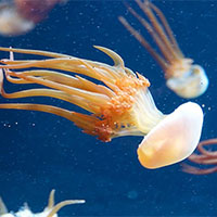 PowerPoint Khoa học tự nhiên 7 Bài 24: Thực hành Chứng minh quang hợp ở cây xanh